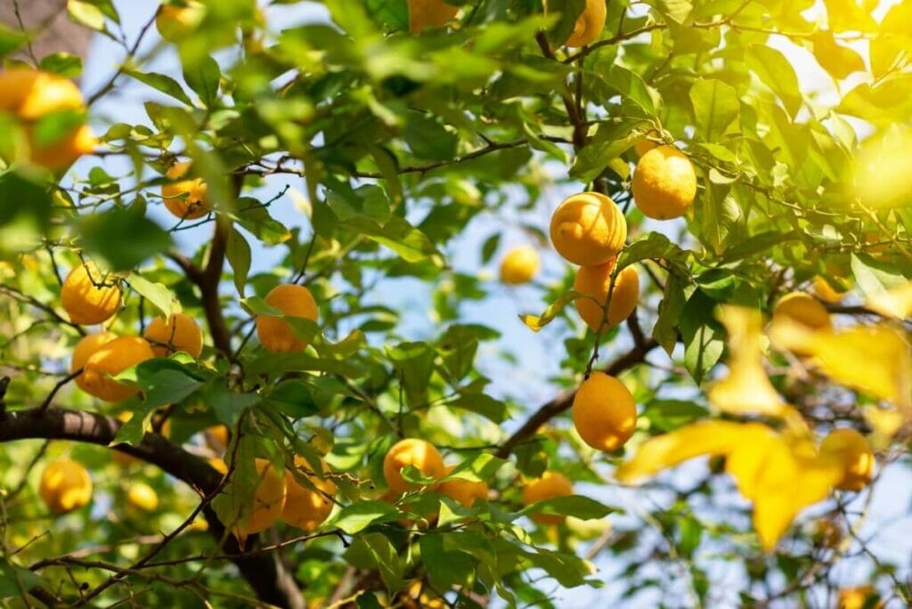 Conditions de luminosité dans les habitats naturels des agrumes