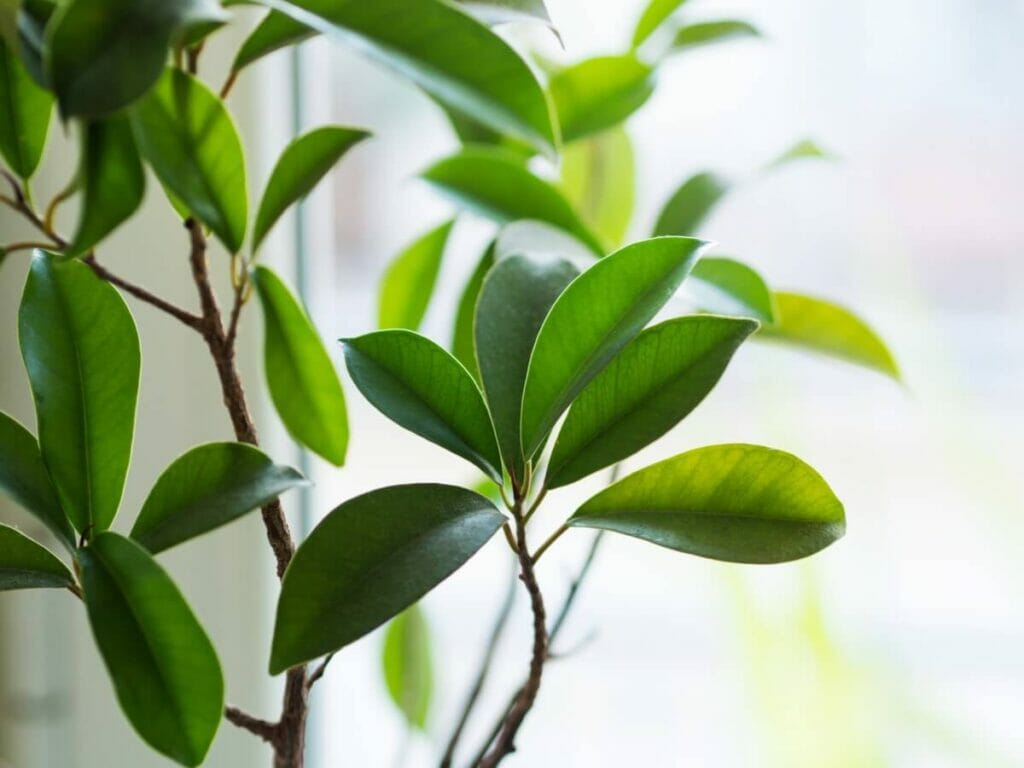 Histoire et origines du ficus ginseng