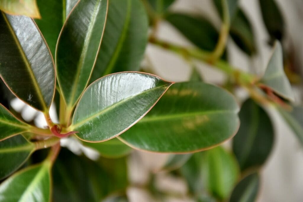 La signification et le symbolisme des plantes de Ficus Ginseng