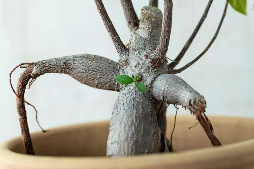 Importance culturelle du ficus ginseng en Asie du Sud-Est