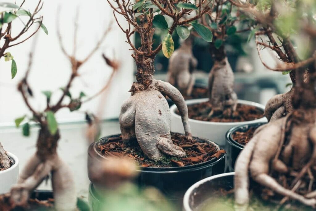 Occasions de cadeaux appropriées pour les plantes de Ficus Ginseng