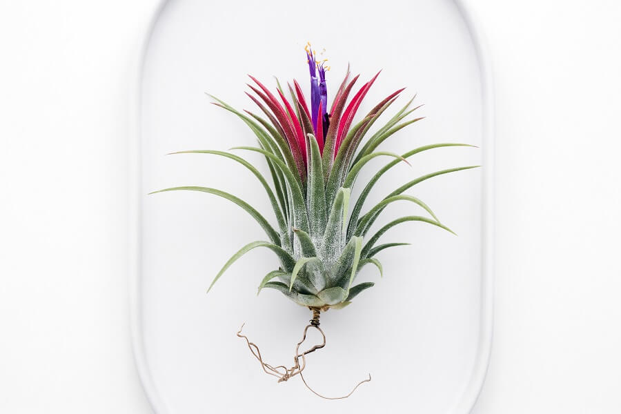 Comment, quand et où dois-je couper une fleur de bromélia ?