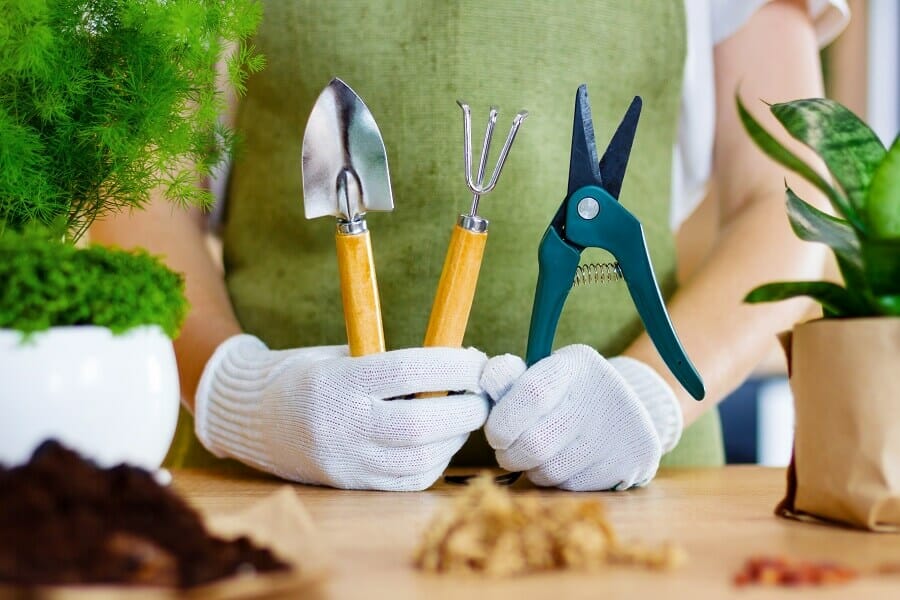 Quels sont les outils indispensables à la taille des bromélias ?