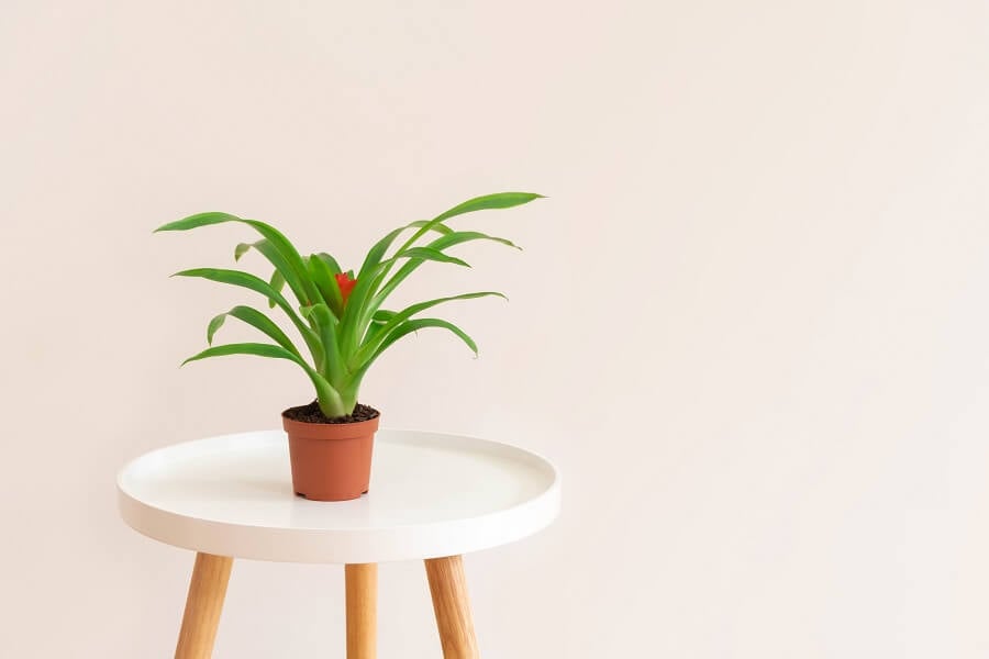 Prendre soin de votre plante de bromélia après la floraison
