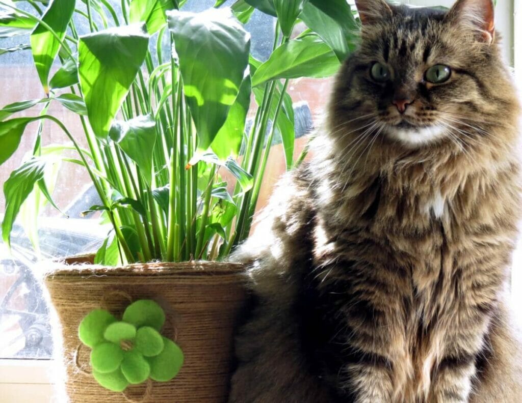 Qu'arrive-t-il à vos animaux de compagnie s'ils mâchent ou ingèrent une partie d'une plante de lys de paix ?