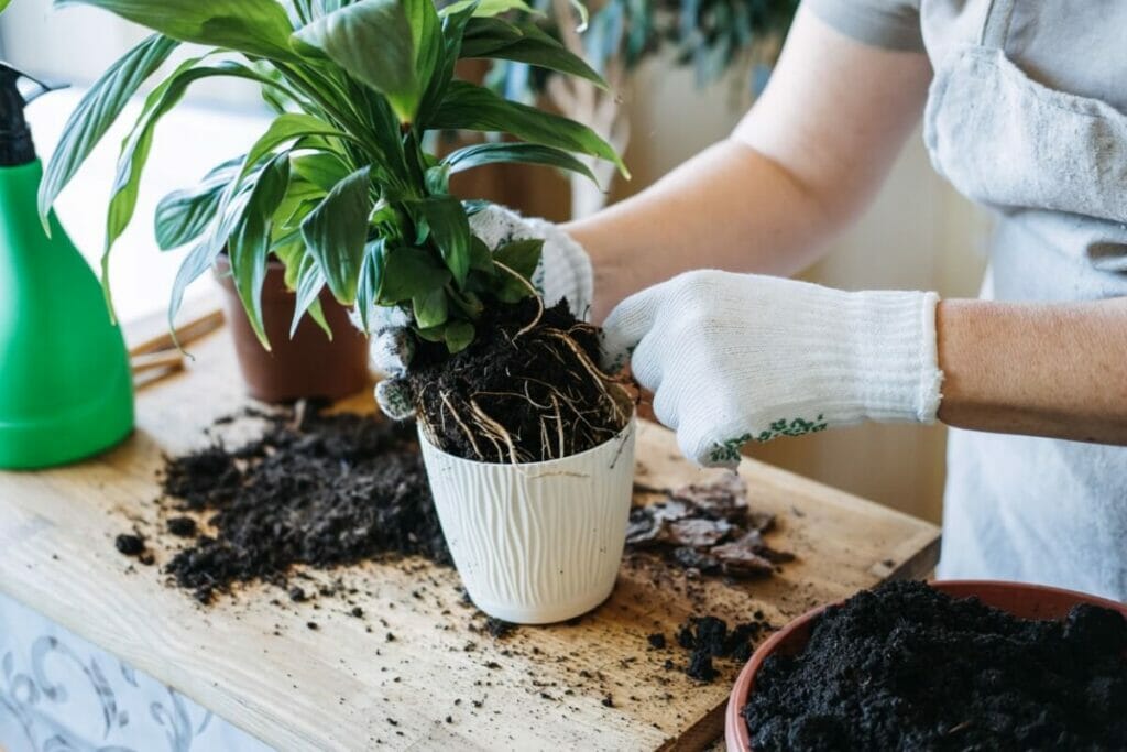 Conseils et considérations pour la manipulation des plantes de lis de paix