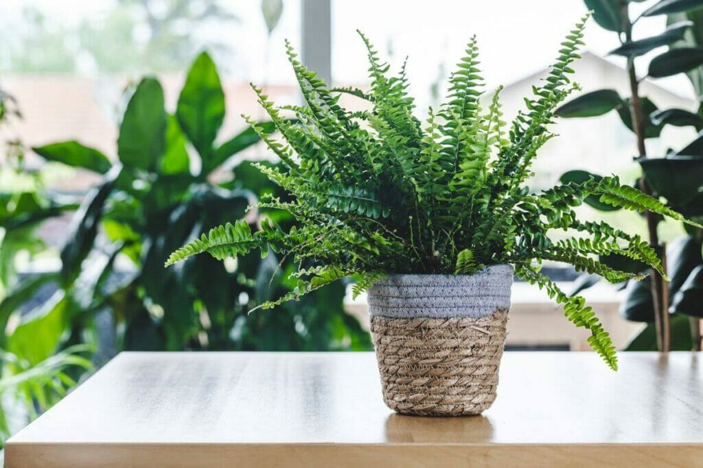 Le rôle des engrais dans la santé et la croissance des plantes