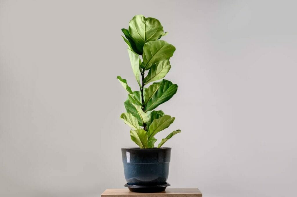 A propos de Fiddle Leaf Figs