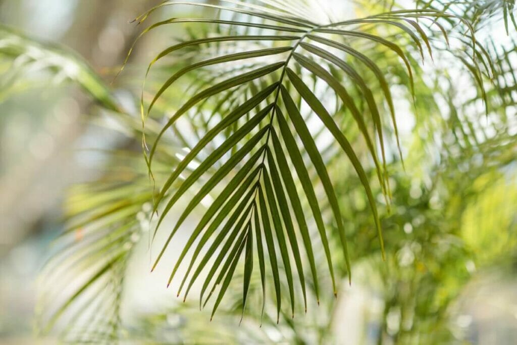 Conditions de lumière typiques que reçoivent les palmiers d'Areca dans leur habitat d'origine