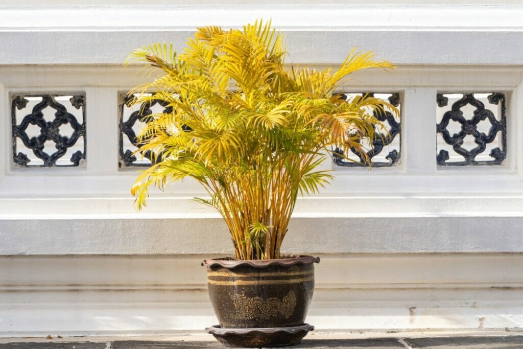 Signes que votre palmier Areca reçoit trop de lumière