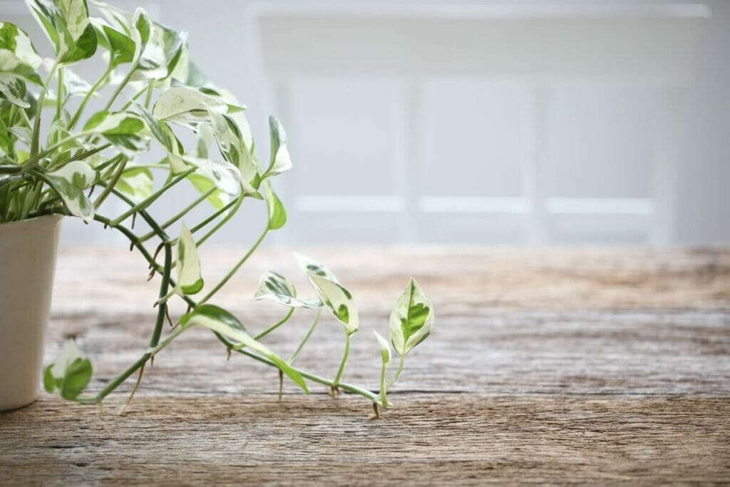 La signification, le symbolisme et l'importance culturelle des plantes pothos