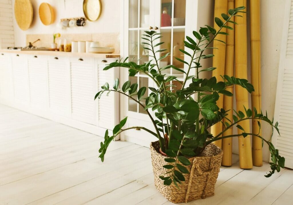 Où placer les plantes ZZ dans la maison