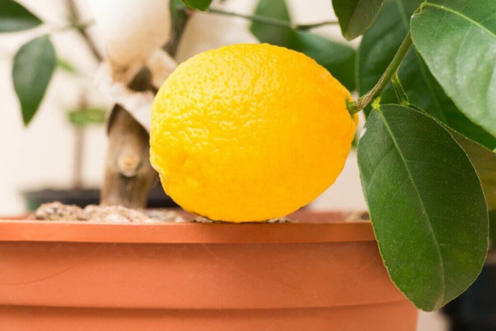 L'importance de l'engrais pour les agrumes