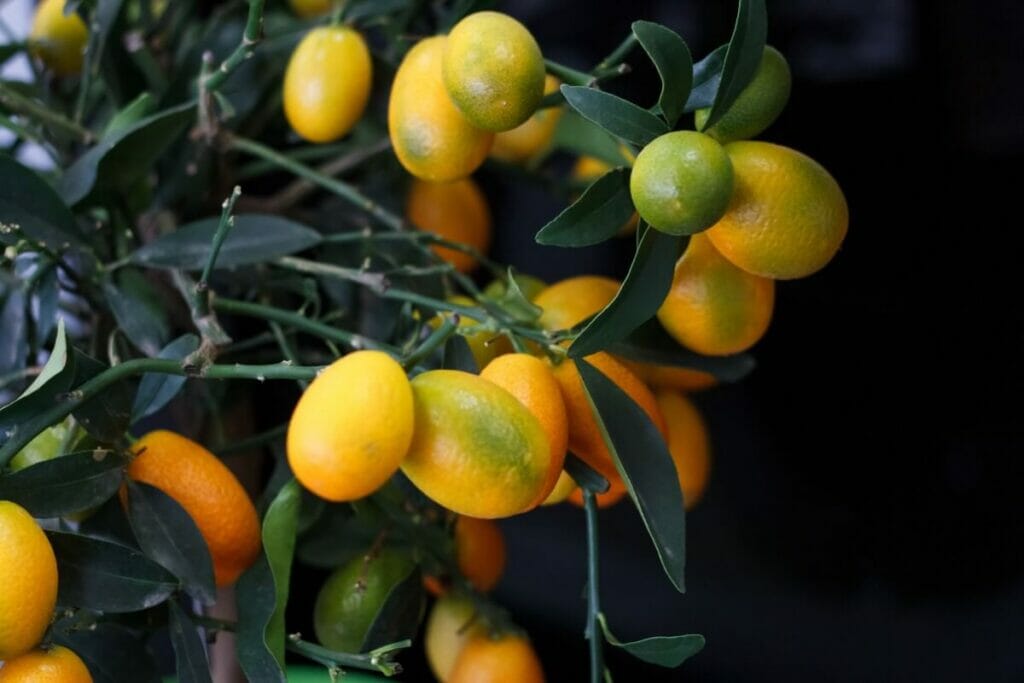 Signes d'un manque de nutriments chez votre agrume