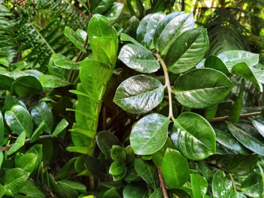 Quel est le cycle de vie naturel d'une plante ZZ dans la nature ? 