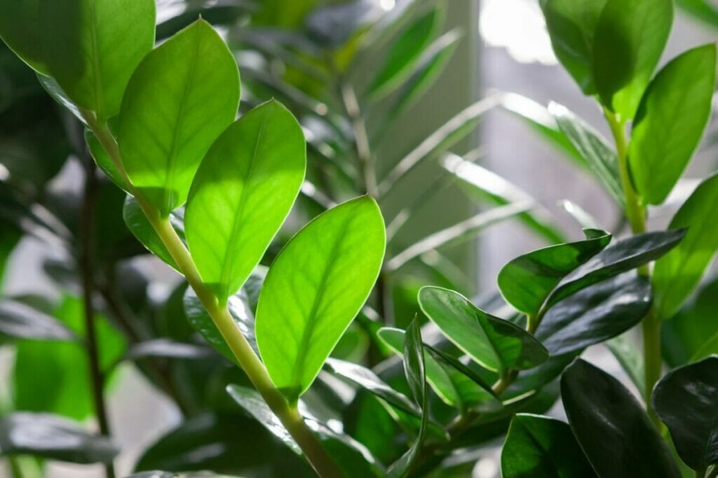 La température et l'humidité peuvent avoir un impact sur la durée de vie d'une plante ZZ.