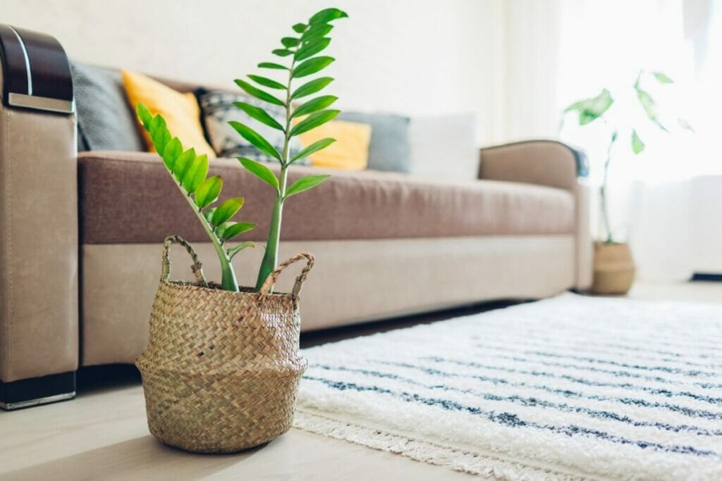 Facteurs clés contribuant à la longévité des plantes ZZ