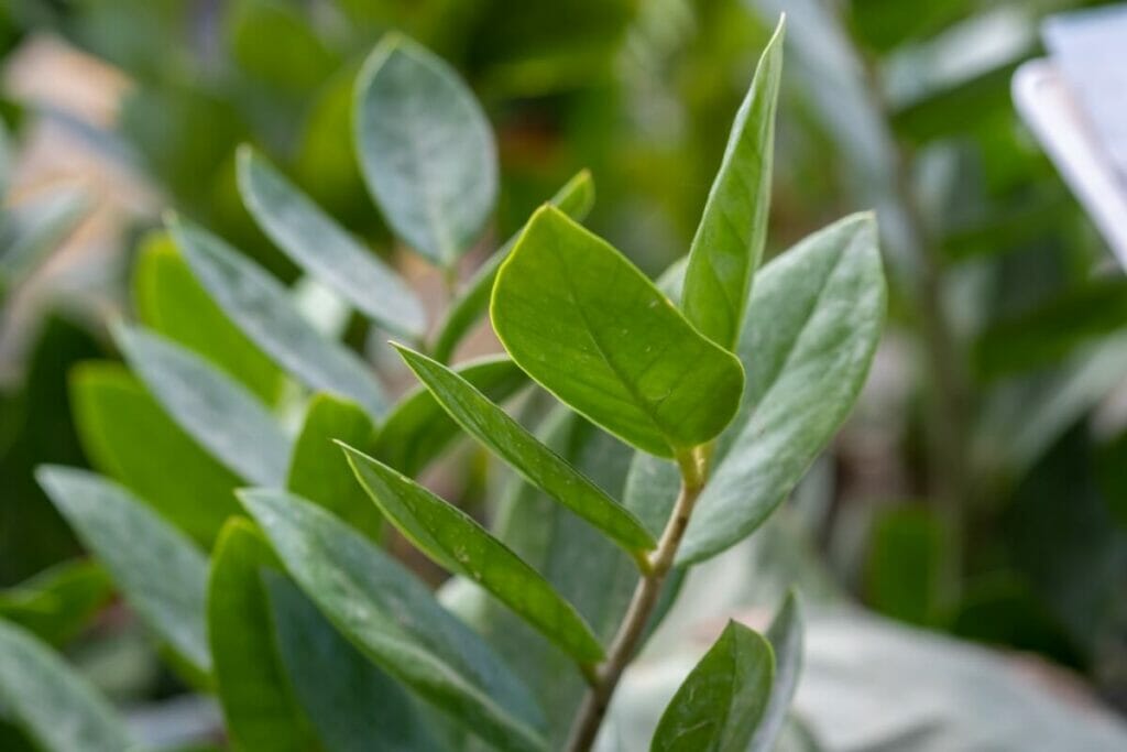 La fertilisation peut avoir un impact sur la durée de vie d'une plante ZZ.