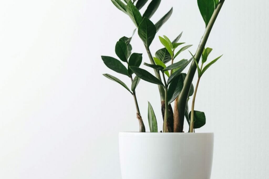 Les cycles d'arrosage peuvent avoir un impact sur la durée de vie d'une plante ZZ.