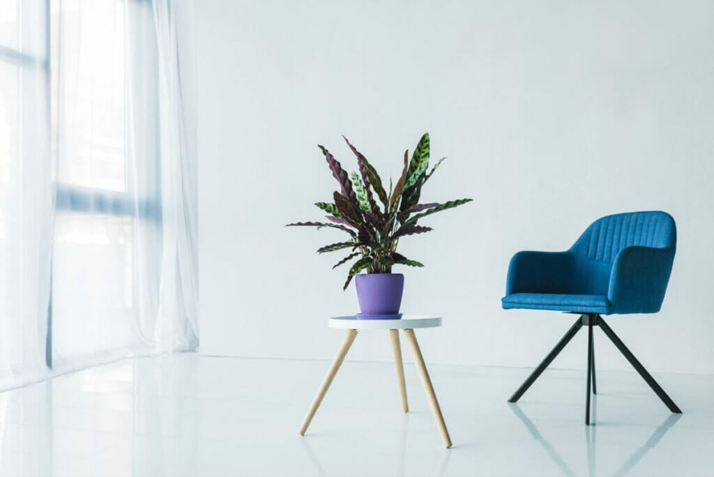 La meilleure exposition à la lumière pour les Calatheas cultivés en intérieur