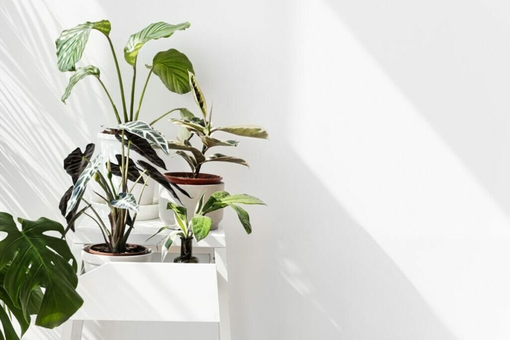 Pourquoi la lumière est essentielle à la santé des plantes