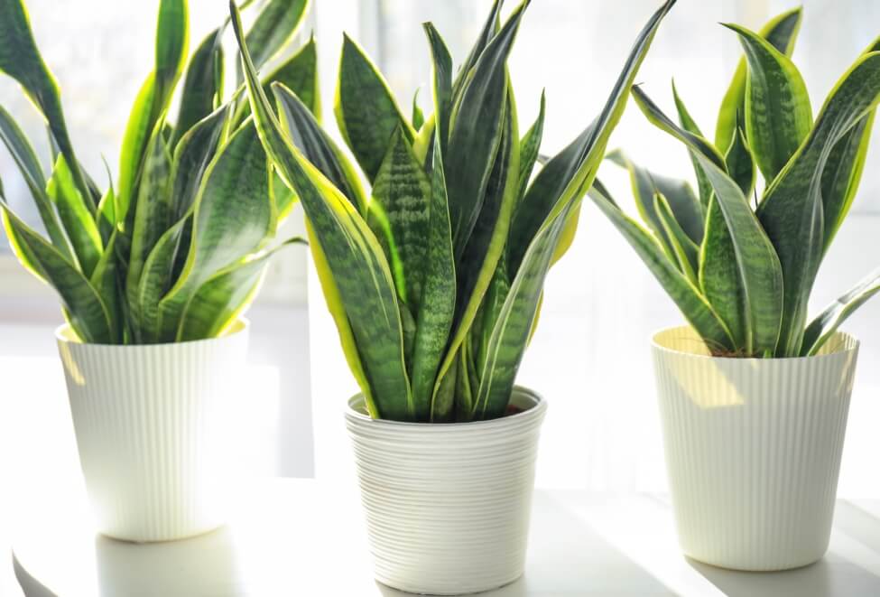 Quel type d'eau convient le mieux aux plantes serpents ?