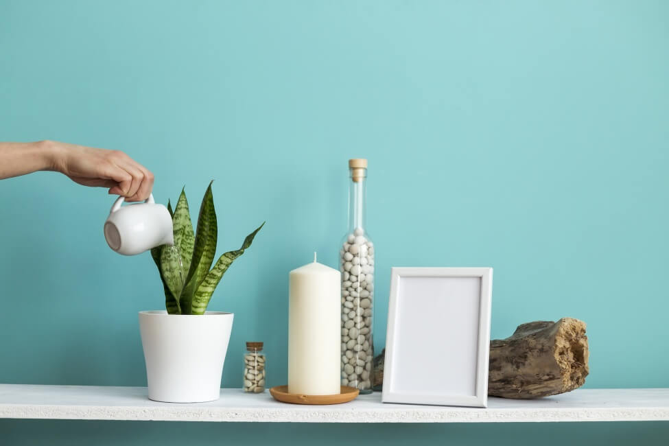 Comment arroser les plantes serpents