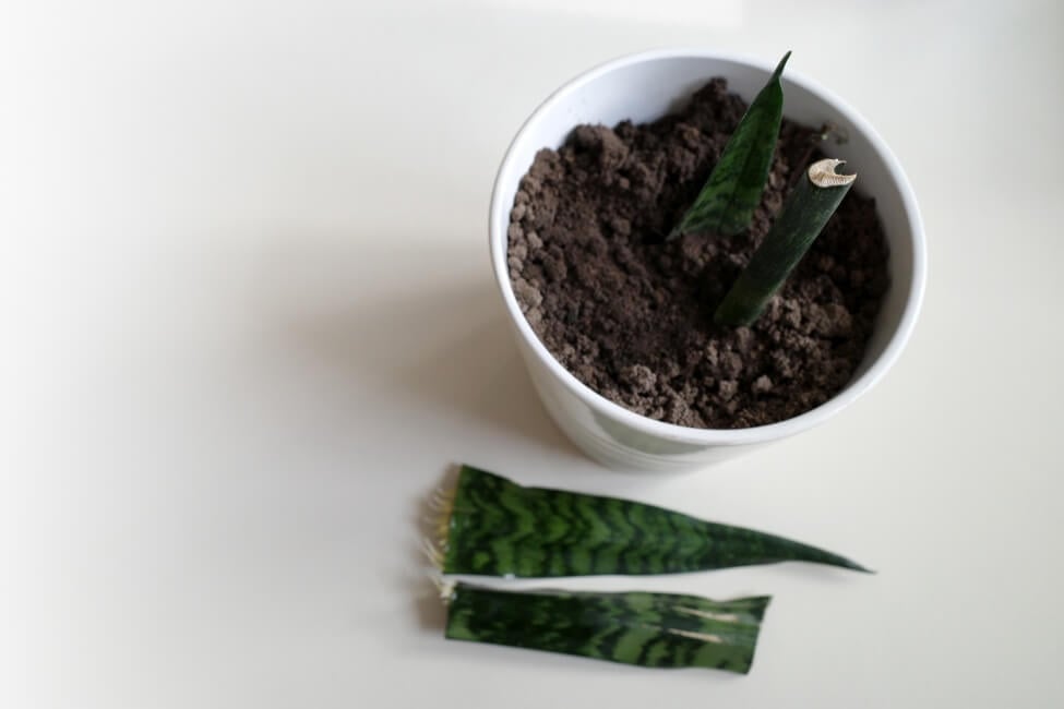Comment arroser les plants de serpents propagés