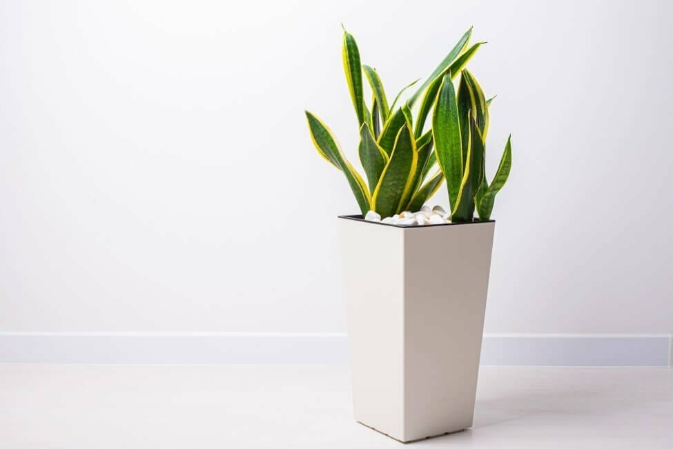 Taille et type du conteneur + taille de la plante