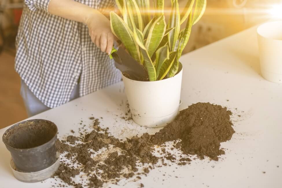 Arrosage des plantes serpents après rempotage