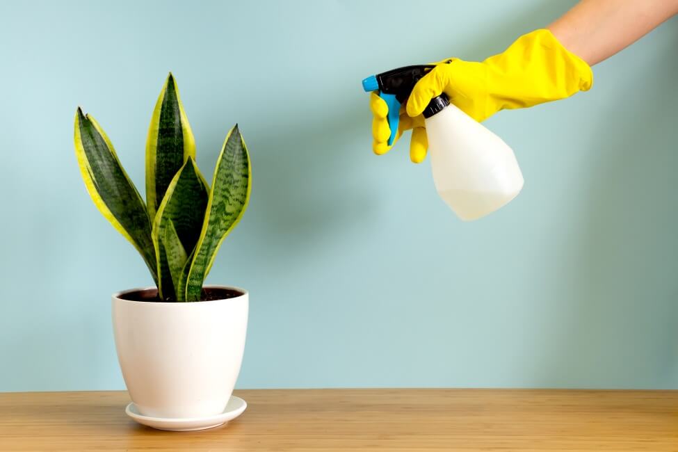 Faut-il brumiser les plantes serpents ?