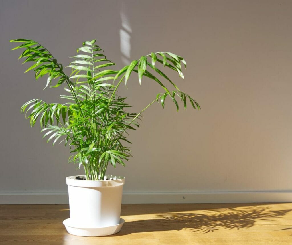 A propos de Parlor Palms