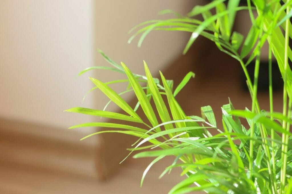 Les propriétés de purification de l'air sont l'un des principaux avantages des palmiers de salon.
