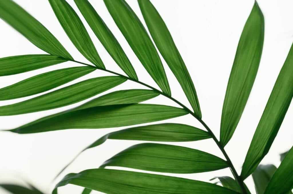La beauté des frondes est l'un des principaux avantages des palmiers de parloir.