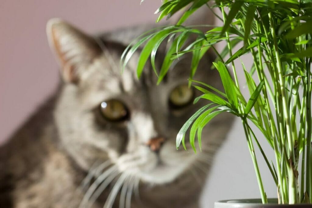 En toute sécurité pour les animaux de compagnie