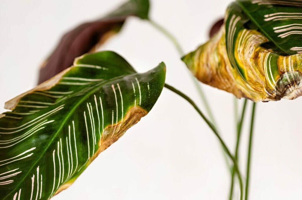 Signes communs de l'utilisation d'un mauvais mélange de terre pour les plantes à prières