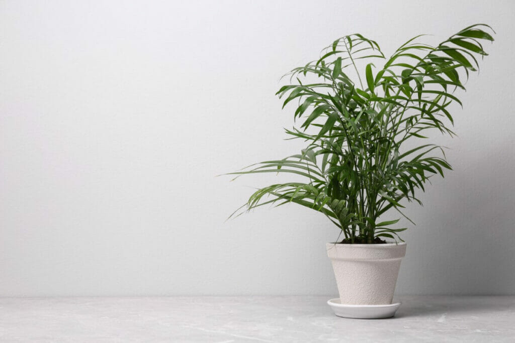Le rôle de la fertilisation dans la santé et le développement des plantes