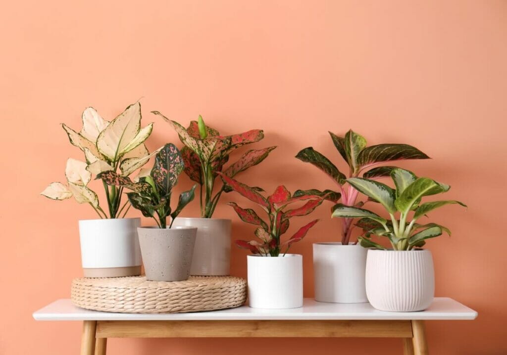 À propos des plantes d'aglaonéma