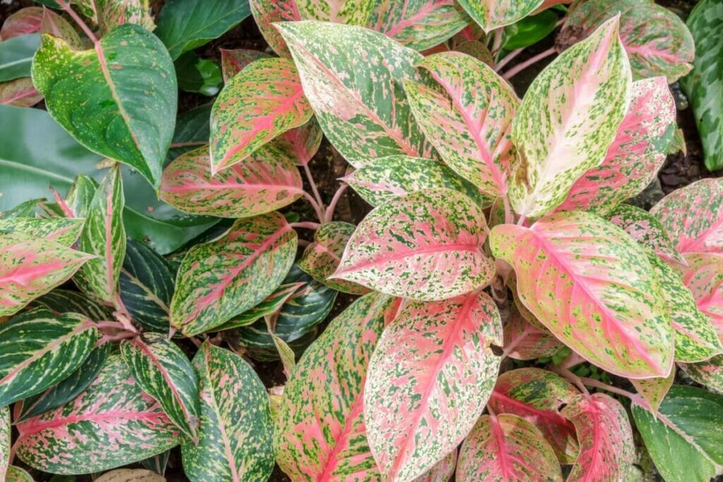 Les bienfaits des plantes d'aglaonéma