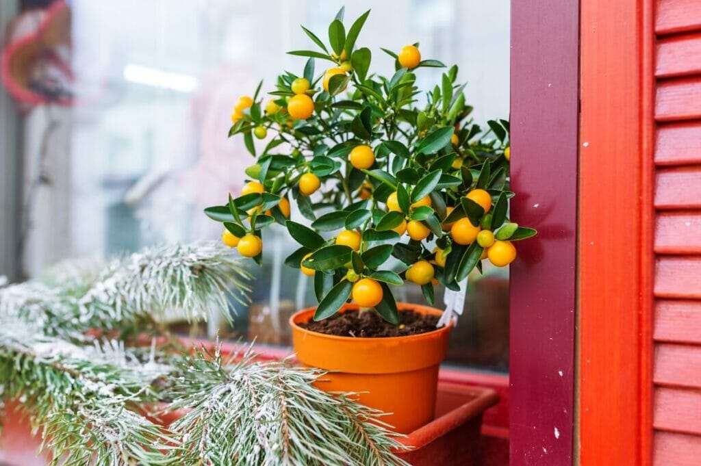 Prendre soin des agrumes d'intérieur en hiver