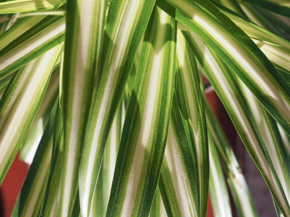 Le rôle de la lumière dans la croissance et la santé des plantes