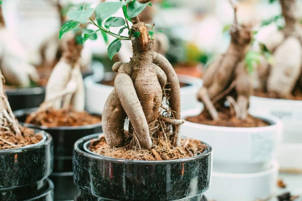A propos de Ficus Ginseng Plants