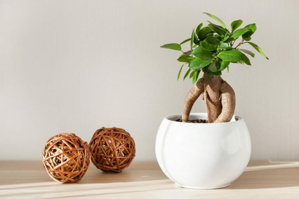 Les plantes de Ficus Ginseng peuvent améliorer notre sommeil