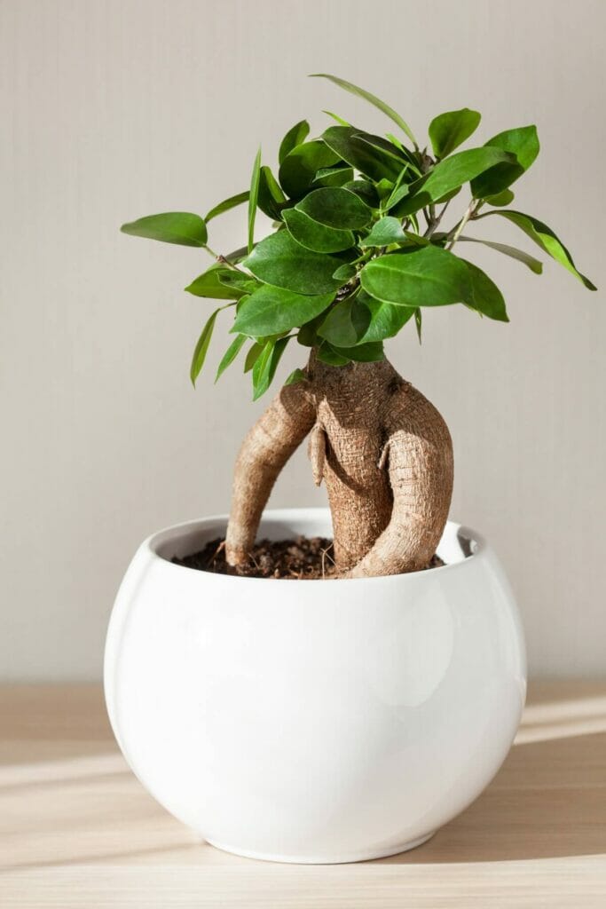 Les plantes de Ficus Ginseng peuvent stimuler la productivité et la mémoire
