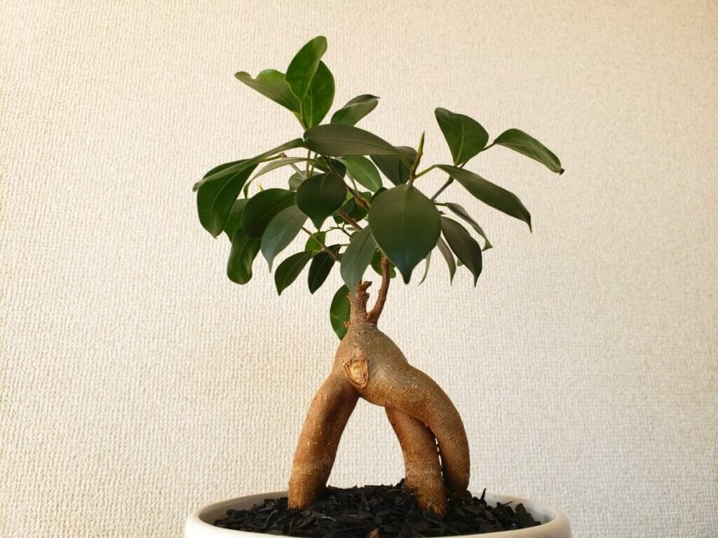 Les plantes de Ficus Ginseng peuvent fournir une isolation acoustique naturelle