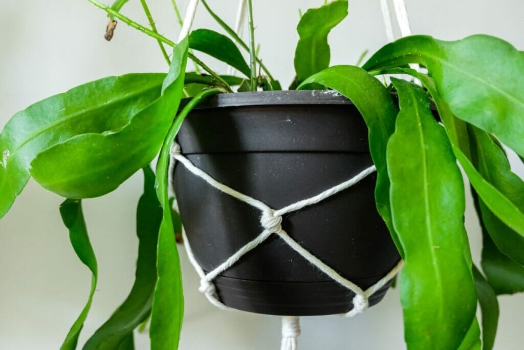 L'ultime mélange pour fougères Staghorn recette maison
