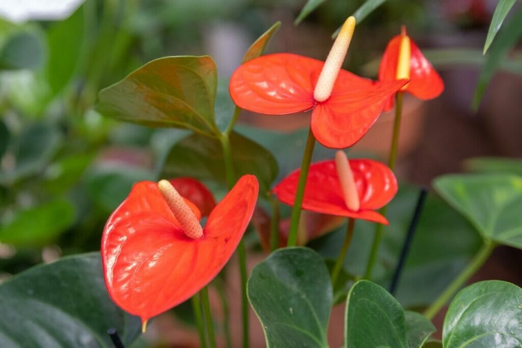 A propos des plantes d'anthurium
