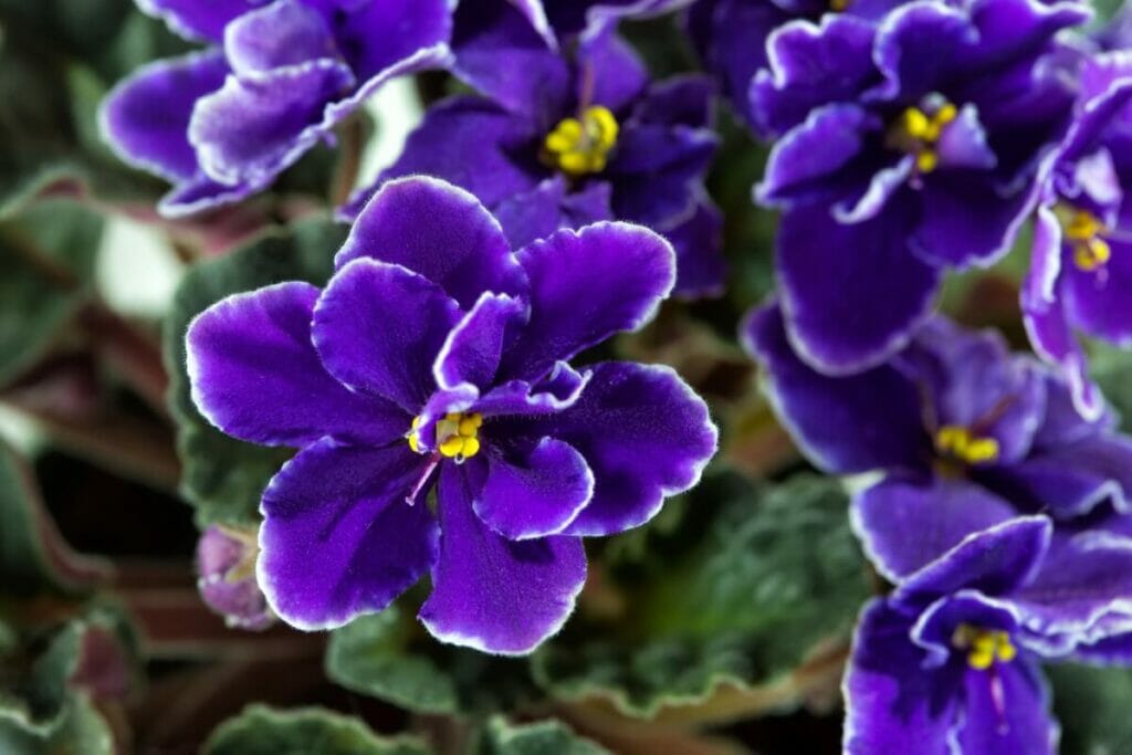 Violette africaine