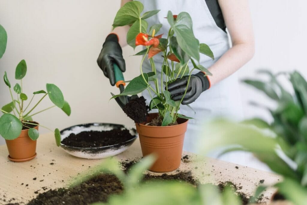 Conseils et considérations pour la manipulation des Anthuriums