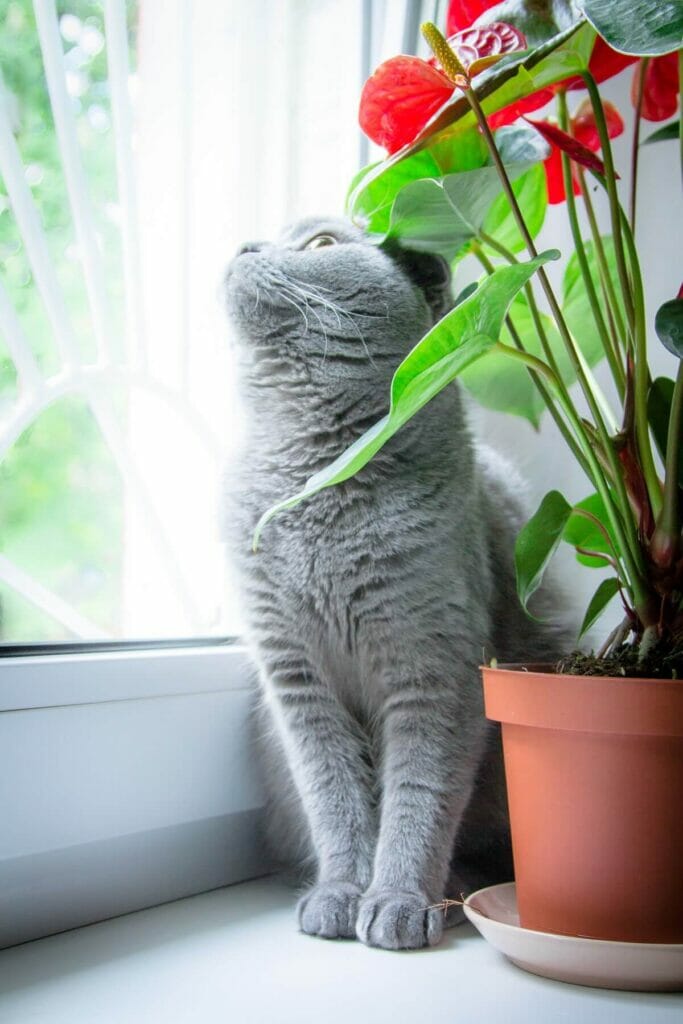 Conseils pour éloigner les animaux de compagnie des plantes d'anthurium